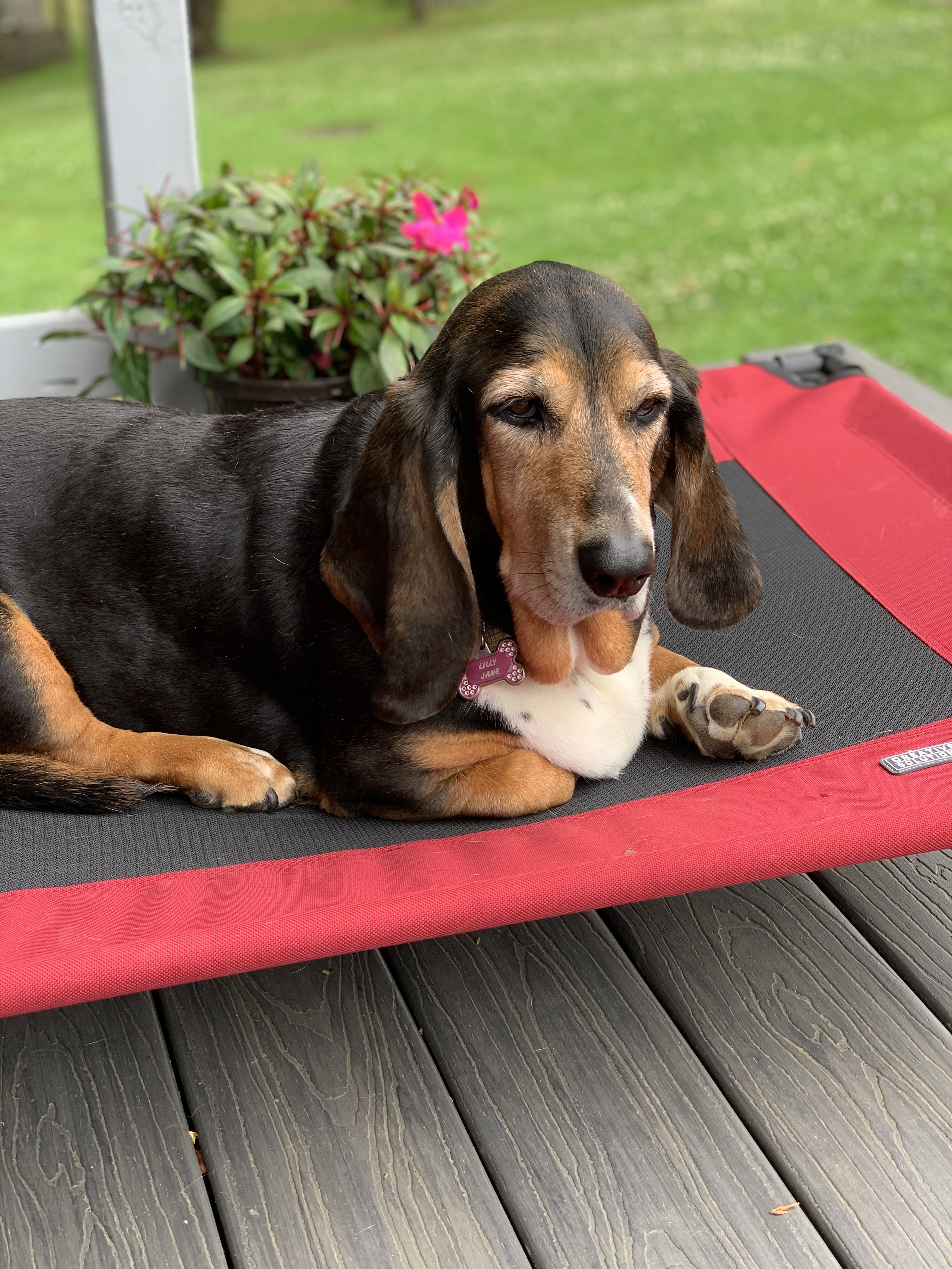 New Lounger Live Laugh Bark At Everything